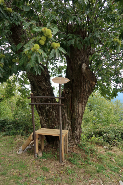 sentier châtaigneraie